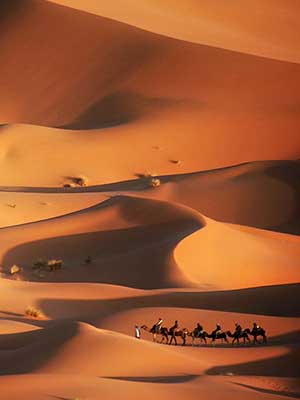 camel-caravan-in-desert